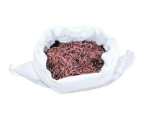 SUPERWURM 500 g compostwormen - Dendrobena - ca. 550 levende wormen voor compostwormen en voor het vissen - omzetten van biologisch afval in organische meststof - reuzenroodworm als compostversneller