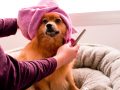 Beste hondentondeuse: Winkelgids en Aanbevelingen (12/22)