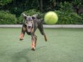 Beste hondentraining: Winkelgids en Aanbevelingen (12/22)