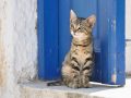 Beste Kattenbel: Winkelgids en Aanbevelingen (12/22)