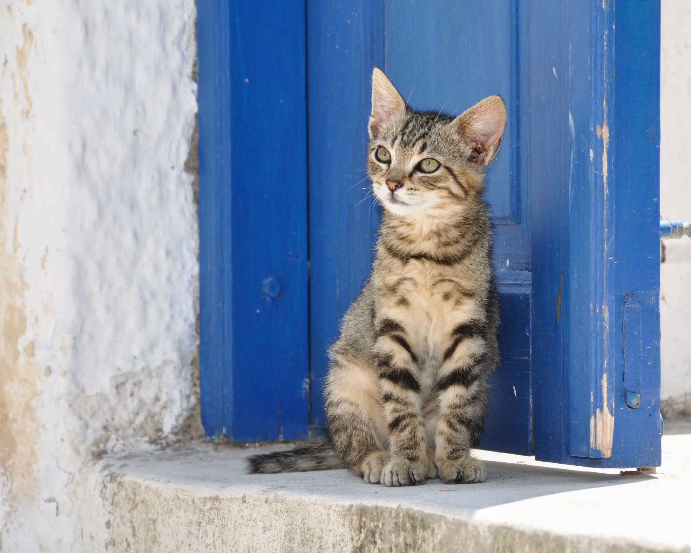 Beste Kattenbel: Winkelgids en Aanbevelingen (12/22)