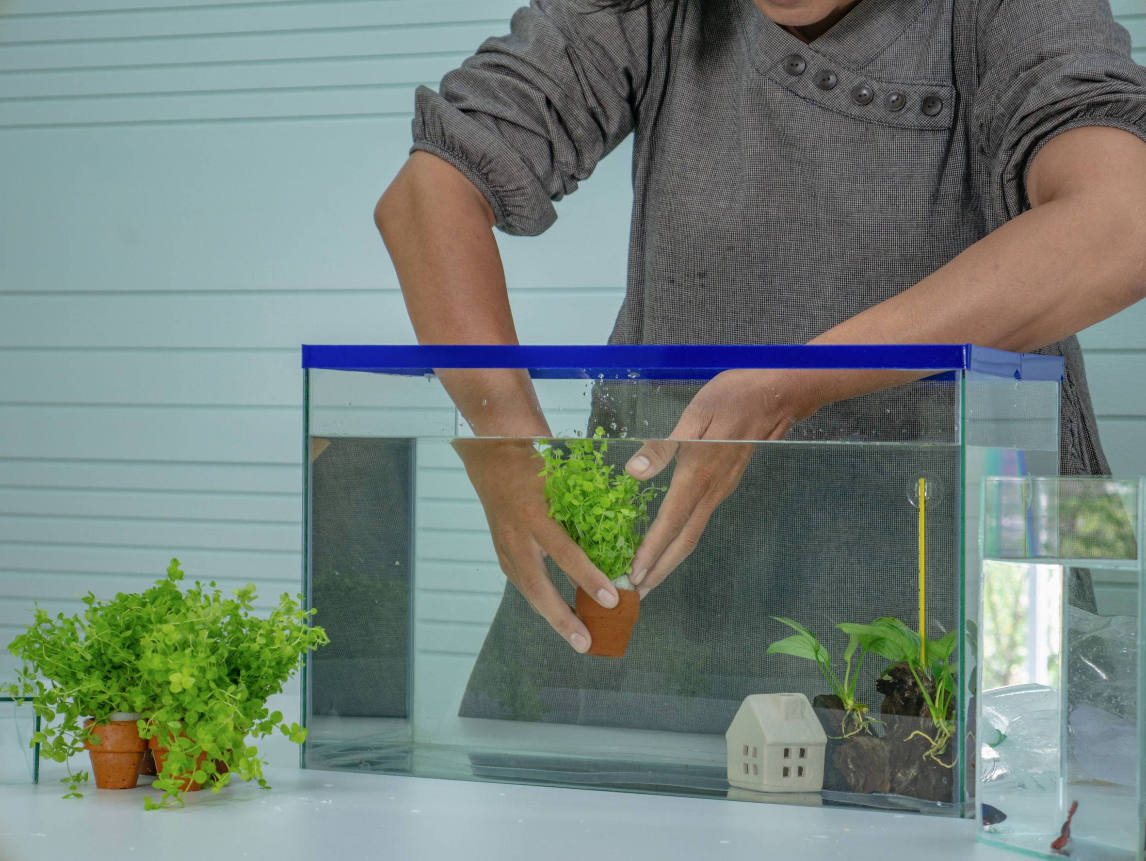 Beste Nano Aquarium: Winkelgids en Aanbevelingen (12/22)