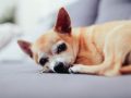 Chihuahua Korthaar: Wat je moet weten