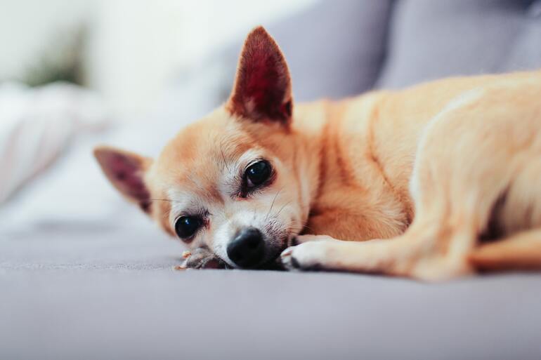 Chihuahua Korthaar: Wat je moet weten