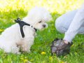 Beste Puppy Harnas: Winkelgids en Aanbevelingen (12/22)