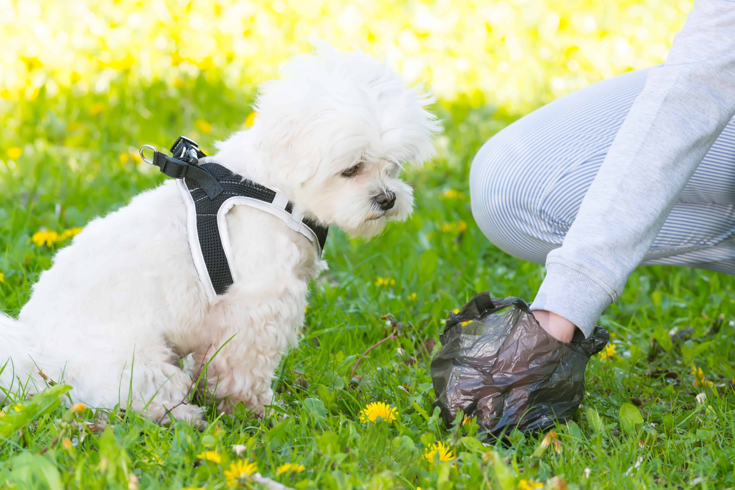 Beste Puppy Harnas: Winkelgids en Aanbevelingen (12/22)